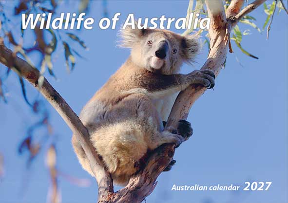 Wildlife of Australia - wall calendar (240x340mm, $11.99AUD RRP) Wildlife of Australia - wall calendar (240x340mm, $11.99AUD RRP)