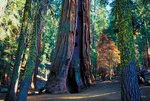 Sequoia forest - USA L411 (sizes: 400x600; 600x900; 900x1350mm) Sequoia forest - USA L411 (sizes: 400x600; 600x900; 900x1350mm)