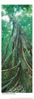 Eternal Fig - Australia P036 (size: 1010x350mm) Eternal Fig - Australia P036 (size: 1010x350mm)