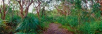 Gum tree forest - Australia P083 (sizes: 400x1200; 500x1500; 600x1800mm) Gum tree forest - Australia P083 (sizes: 400x1200; 500x1500; 600x1800mm)